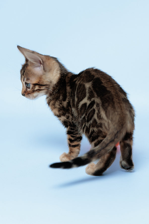 Ector | Bengal Kitten