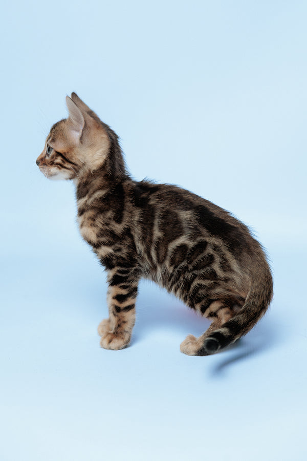 Ector | Bengal Kitten