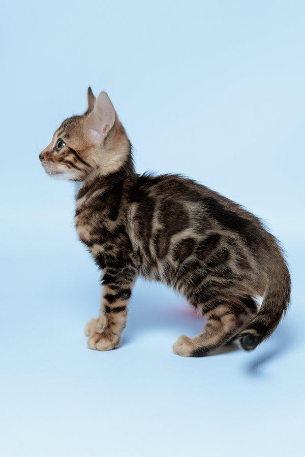 Ector | Bengal Kitten