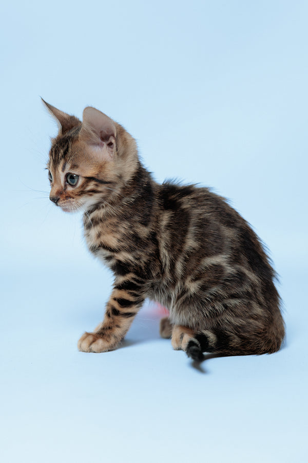 Ector | Bengal Kitten