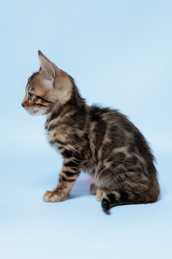 Ector | Bengal Kitten