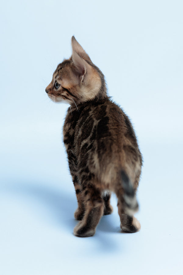 Ector | Bengal Kitten