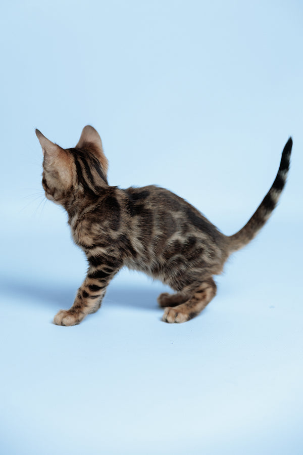 Ector | Bengal Kitten
