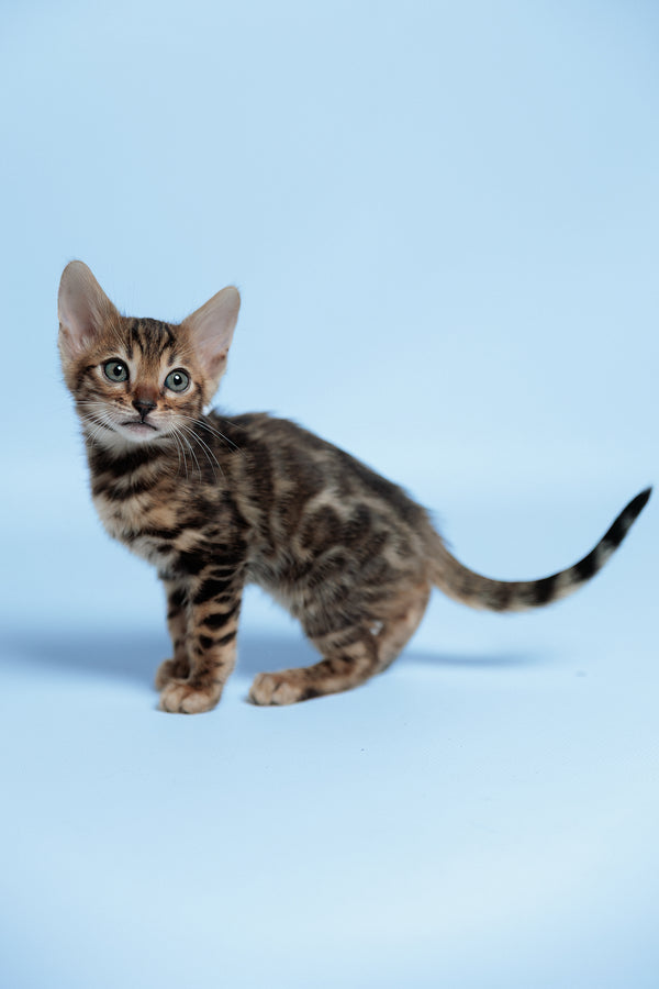 Ector | Bengal Kitten
