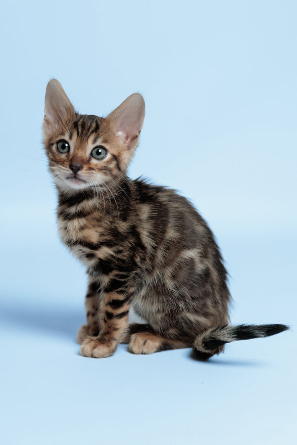 Ector | Bengal Kitten