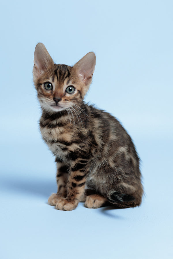 Ector | Bengal Kitten