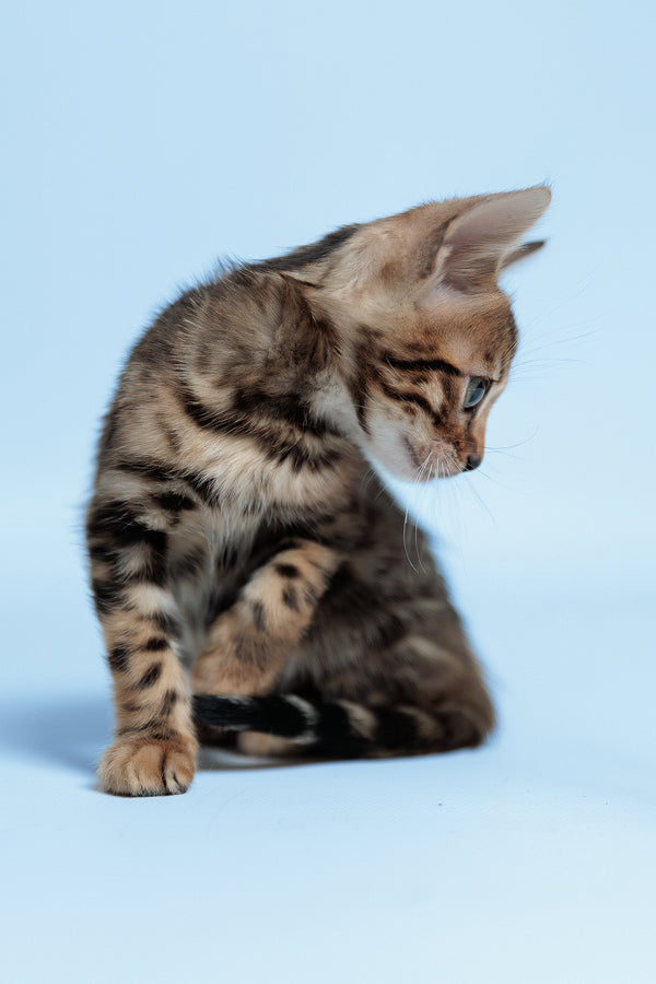 Ector | Bengal Kitten