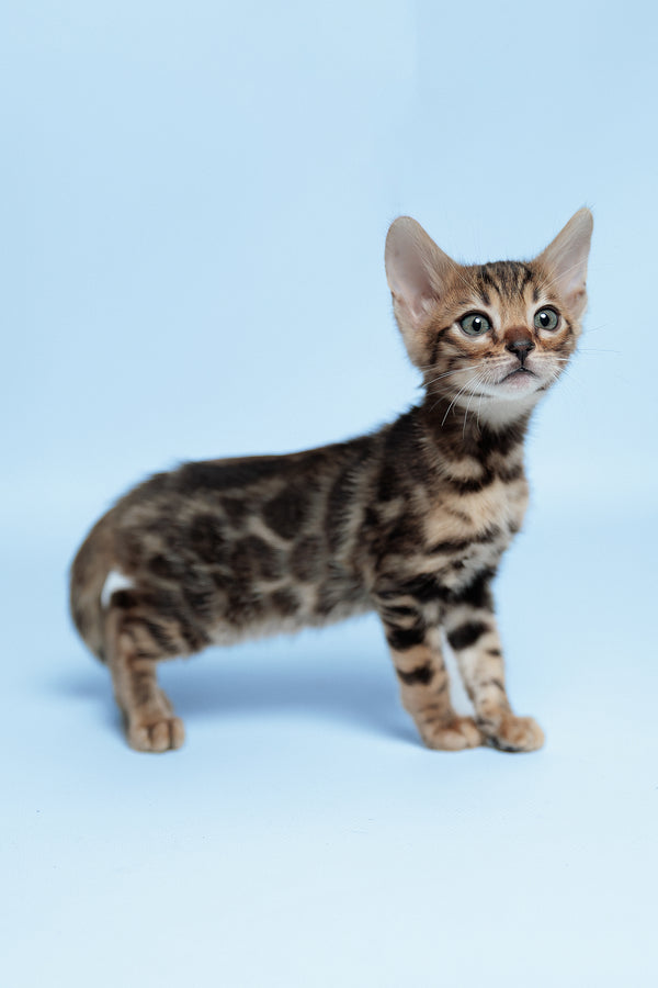 Ector | Bengal Kitten