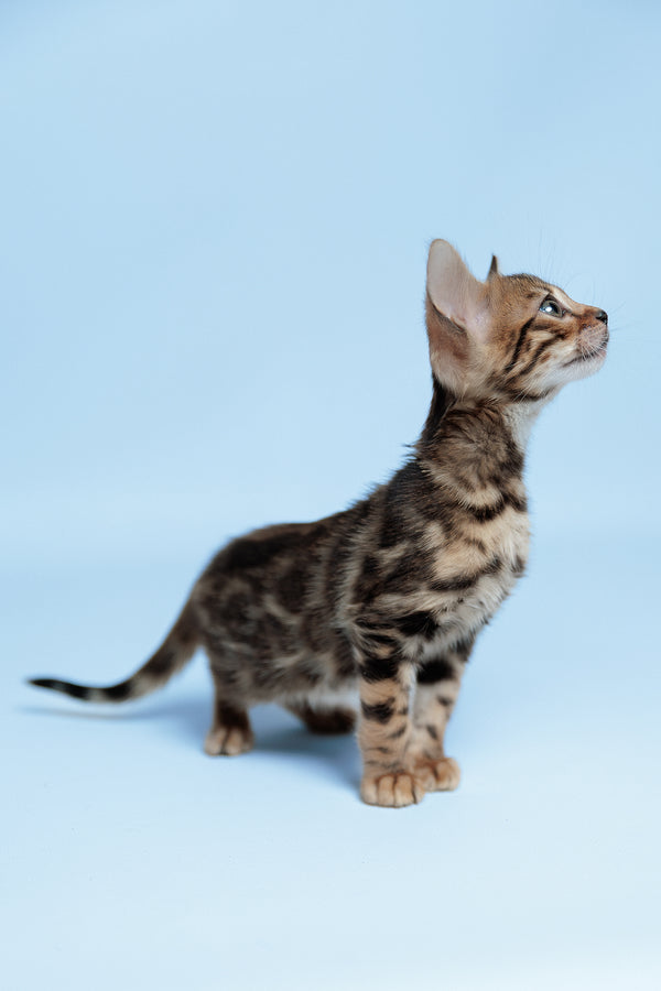 Ector | Bengal Kitten