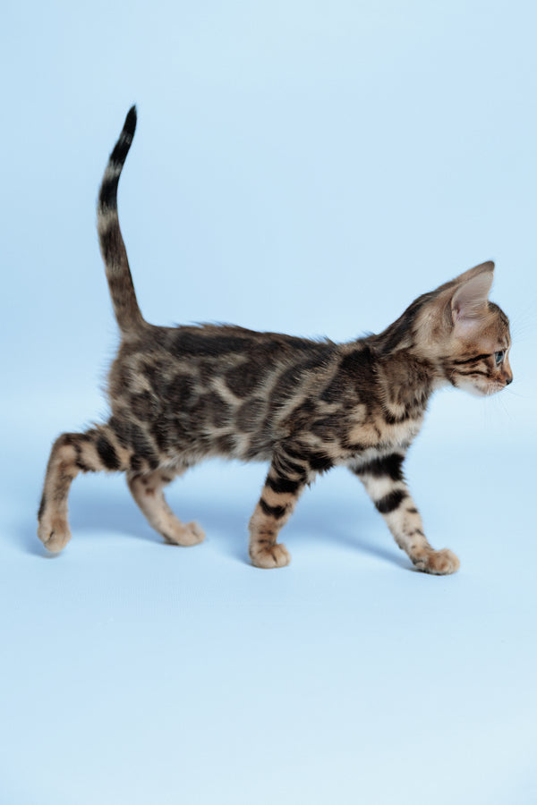 Ector | Bengal Kitten