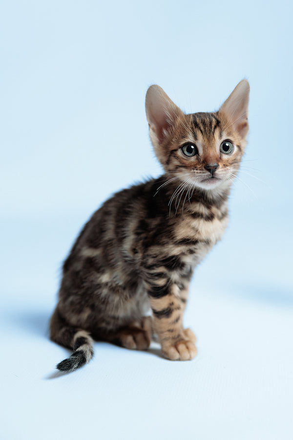 Ector | Bengal Kitten