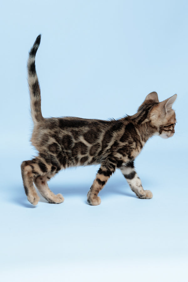 Ector | Bengal Kitten