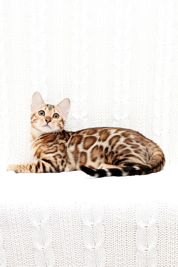 Mango | Bengal Kitten