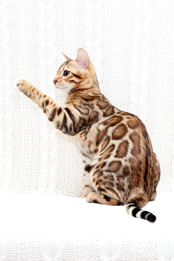 Mango | Bengal Kitten