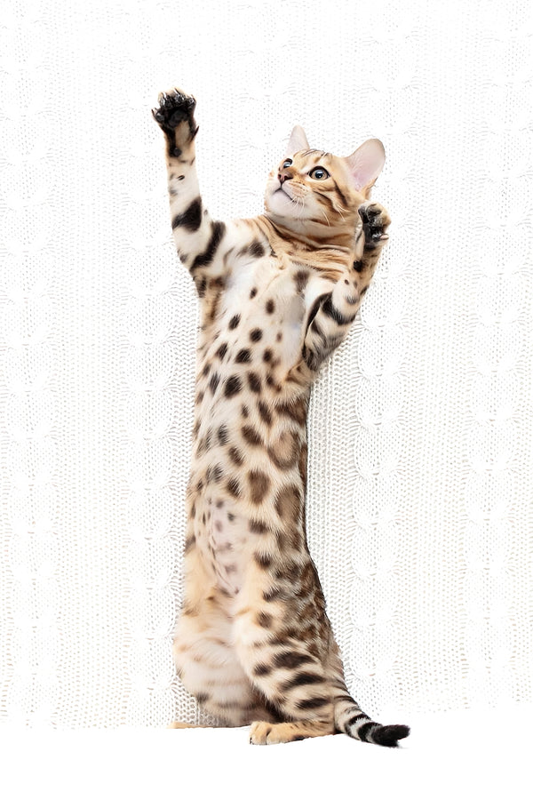 Mango | Bengal Kitten