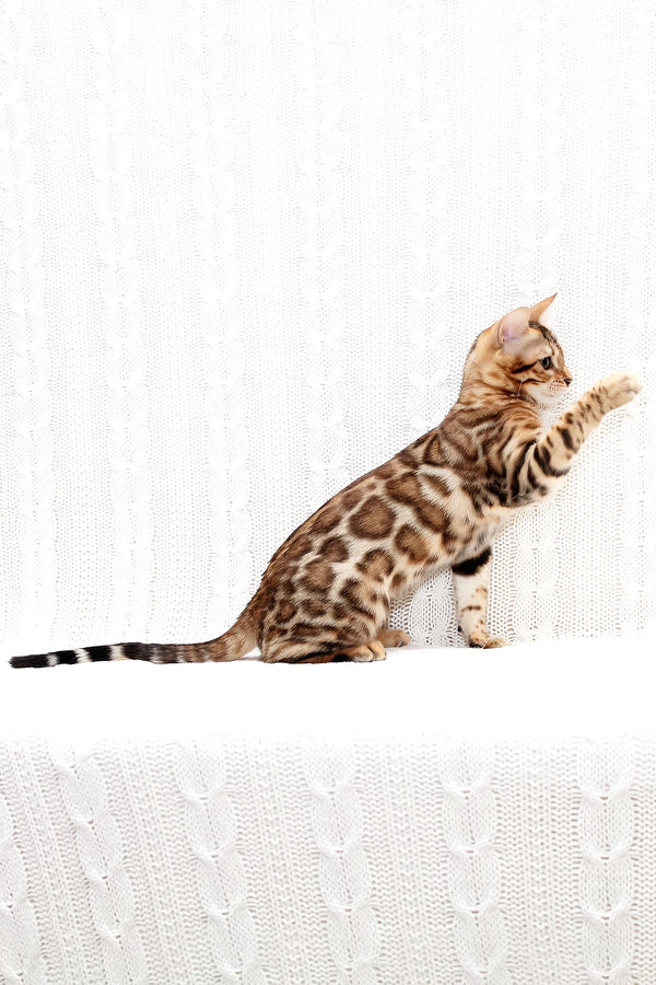 Mango | Bengal Kitten