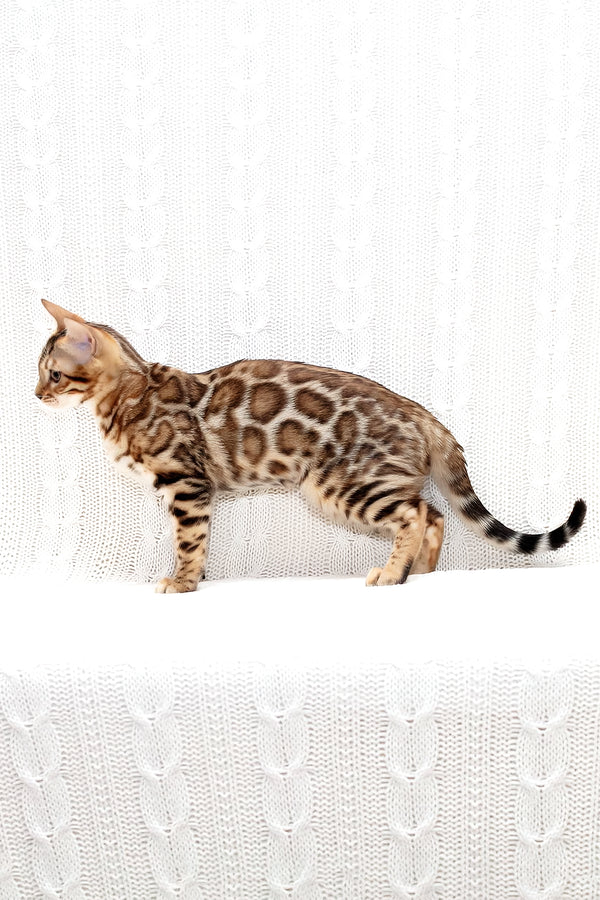 Mango | Bengal Kitten