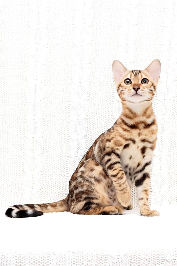 Mango | Bengal Kitten