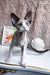 Marcel | Devon Rex Kitten