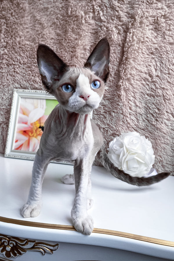 Marcel | Devon Rex Kitten