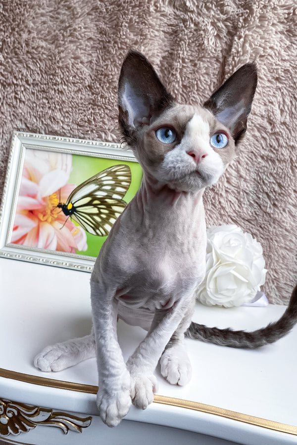 Marcel | Devon Rex Kitten