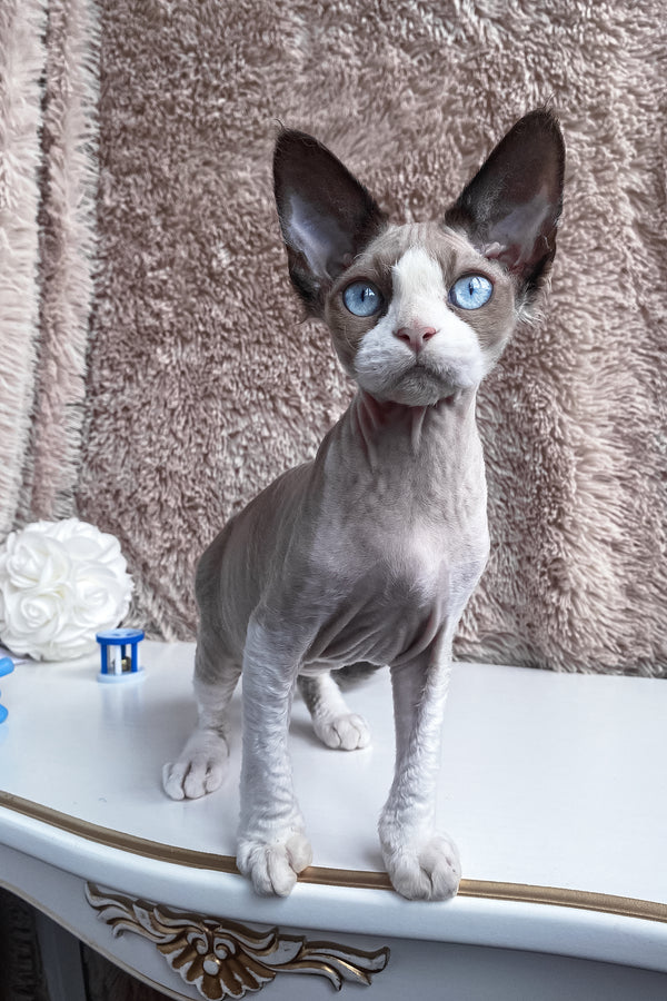 Marcel | Devon Rex Kitten