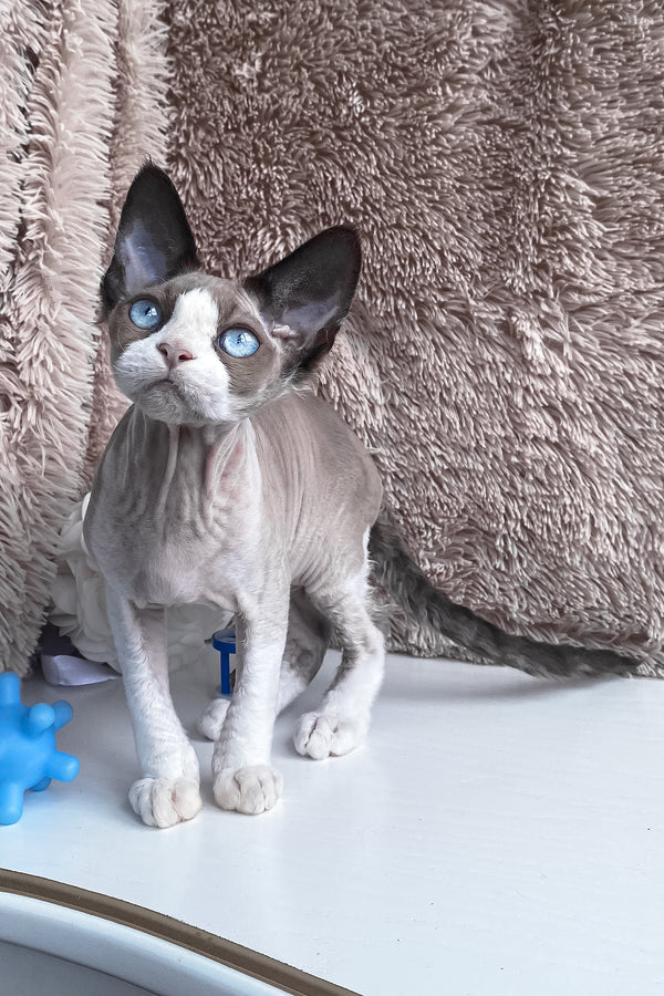 Marcel | Devon Rex Kitten