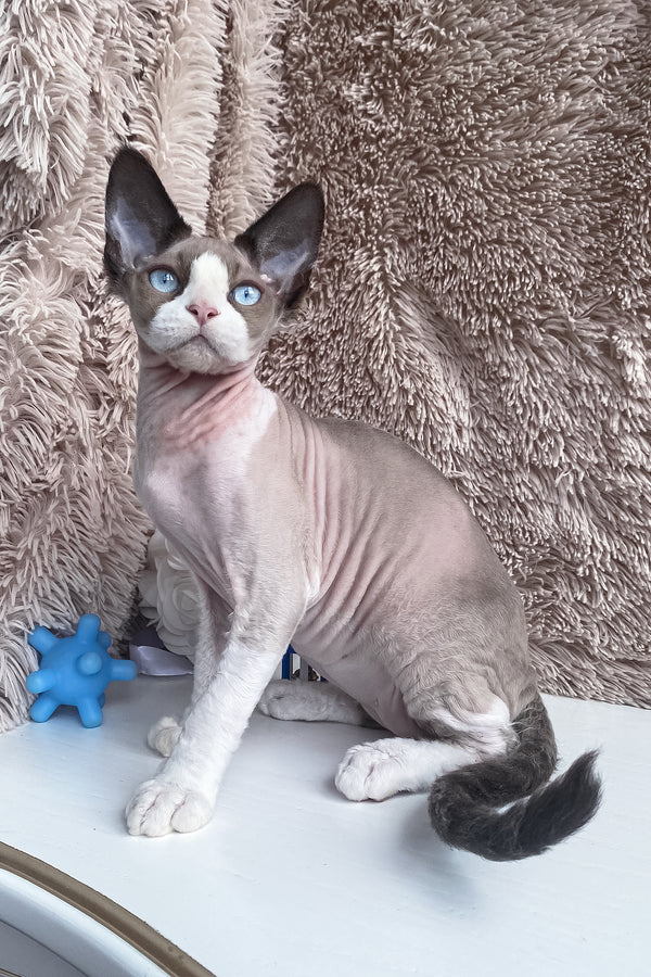 Marcel | Devon Rex Kitten