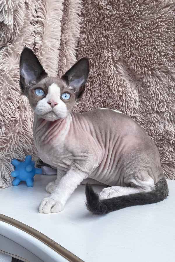 Marcel | Devon Rex Kitten
