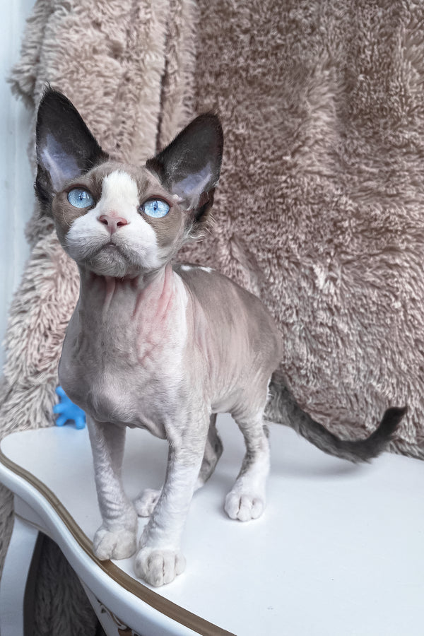 Marcel | Devon Rex Kitten
