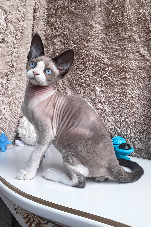 Marcel | Devon Rex Kitten