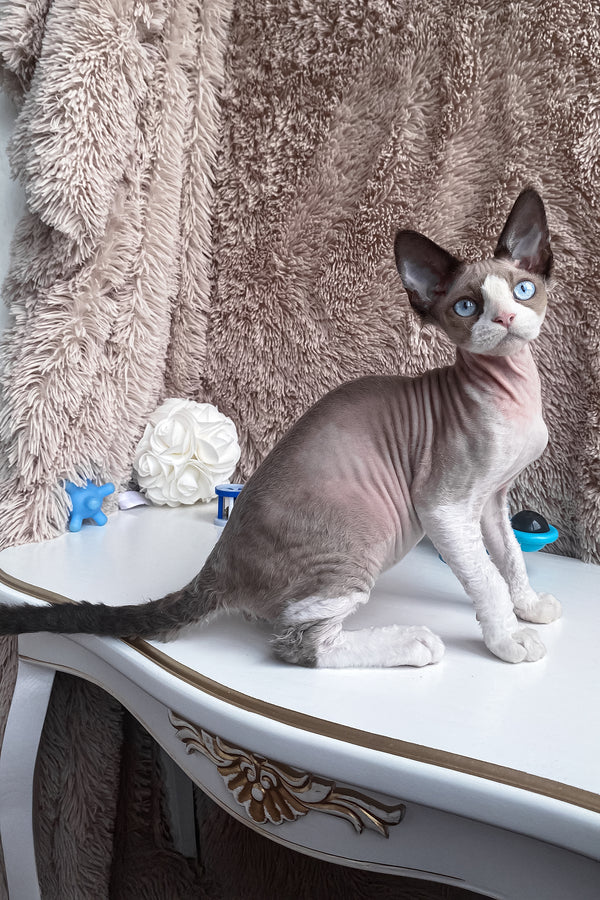 Marcel | Devon Rex Kitten