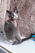 Marcel | Devon Rex Kitten