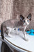 Marcel | Devon Rex Kitten