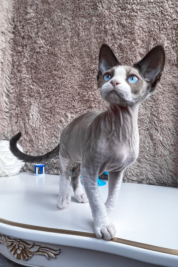 Marcel | Devon Rex Kitten