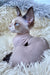Marcel | Devon Rex Kitten