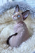 Marcel | Devon Rex Kitten