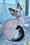 Marcel | Devon Rex Kitten