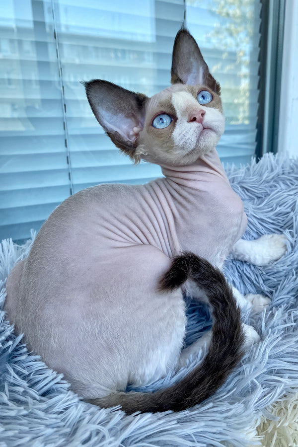Marcel | Devon Rex Kitten