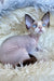 Marcel | Devon Rex Kitten