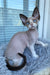 Marcel | Devon Rex Kitten