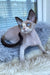 Marcel | Devon Rex Kitten