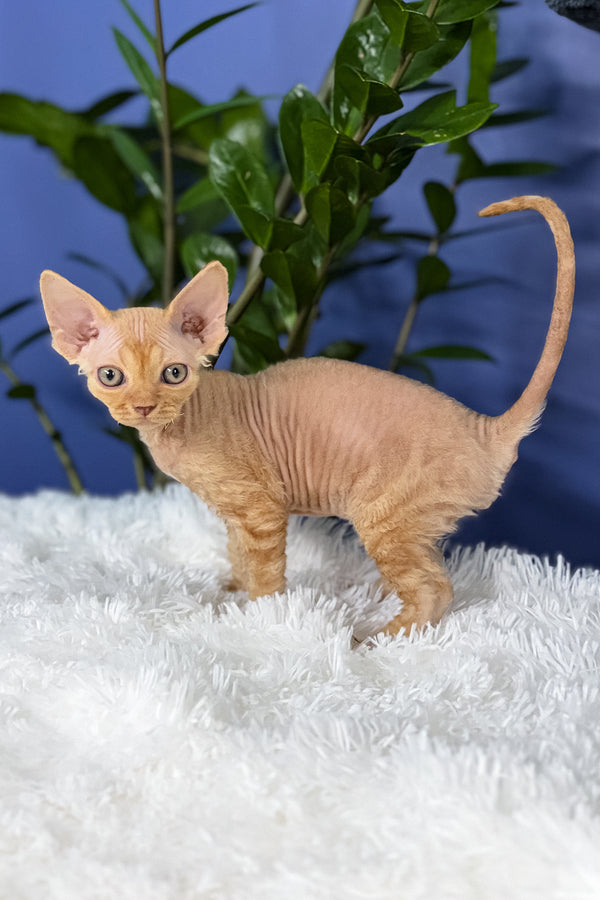 Marcus | Devon Rex Kitten