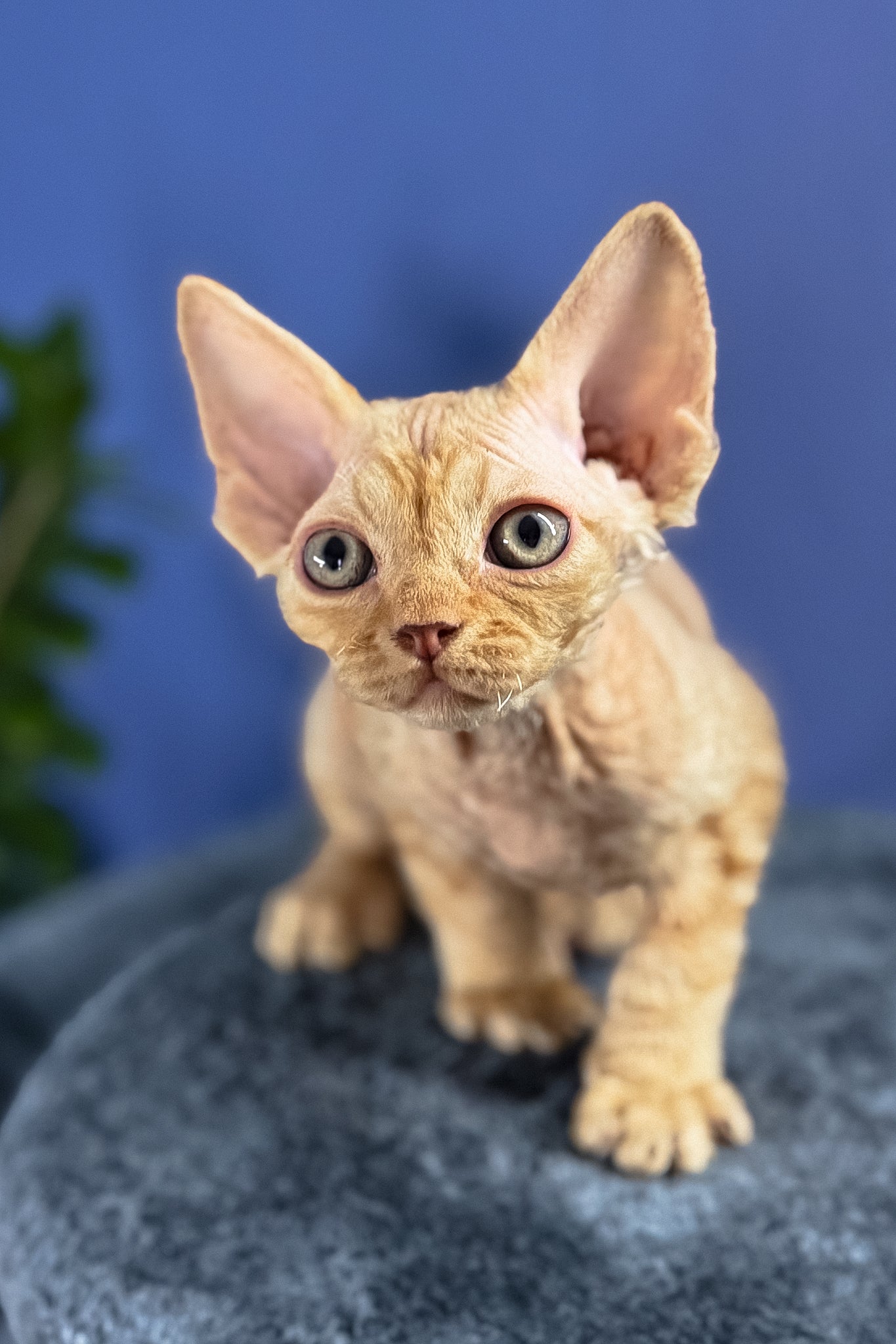 Marcus Devon Rex Kitten with Bright Golden Eyes