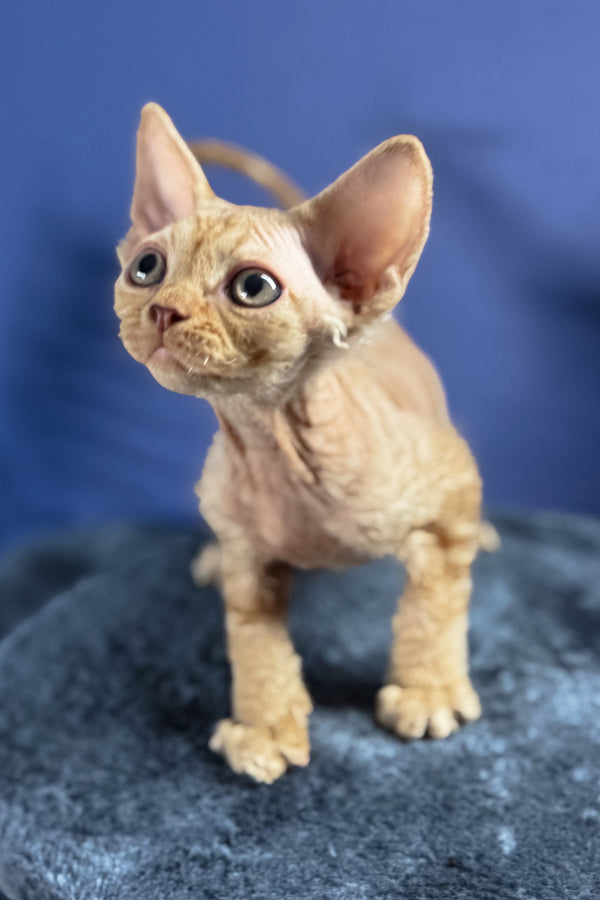 Marcus | Devon Rex Kitten