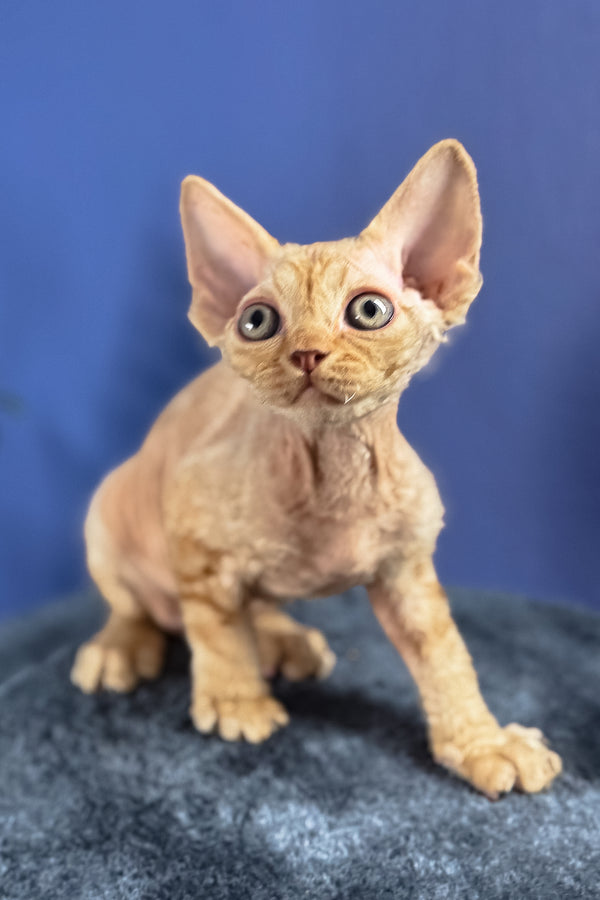Marcus | Devon Rex Kitten