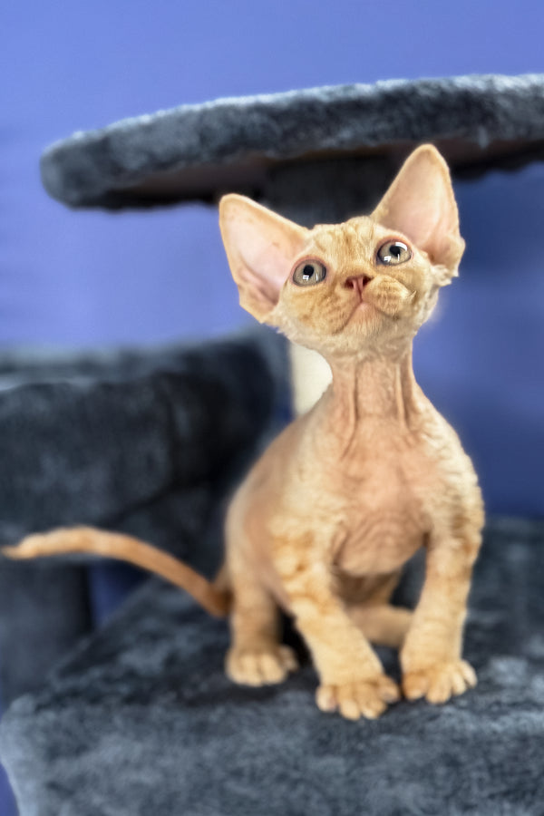 Marcus | Devon Rex Kitten