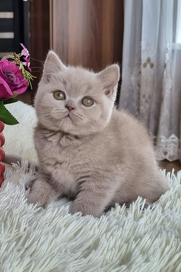Marcus | British Shorthair Kitten