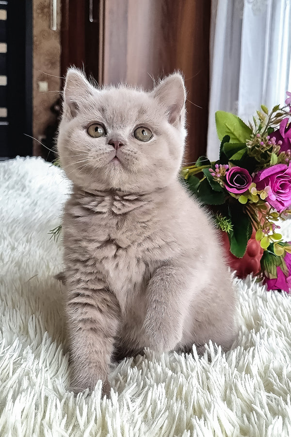 Marcus | British Shorthair Kitten