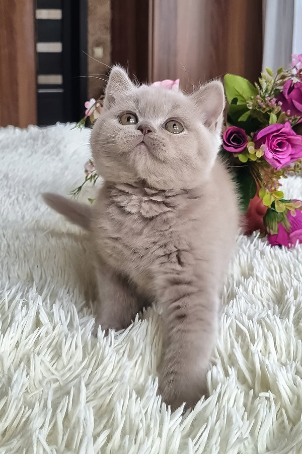 Marcus | British Shorthair Kitten